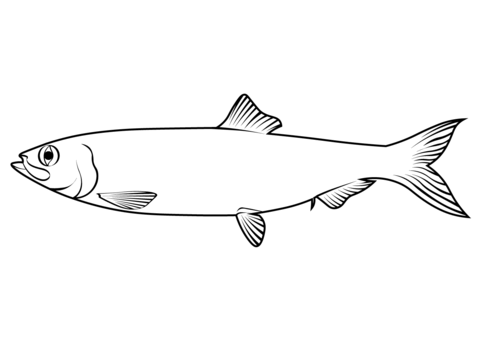 Pacific Herring (Clupea Pallasii) Coloring Page